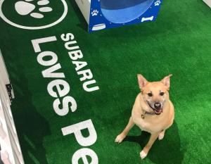 Subaru Hosts Event To Help Pets Find Homes During 2019