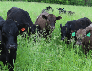 Cows graze on a Thousand Hills Lifetime Grazed Regenerative Ranch. In Fall 2020, Timberland will launch its first collection of boots made using Regenerative Leather.