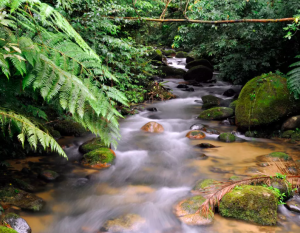 WWF-BRAZIL / ADRIANO GAMBARINI, Stream of water at Figueira trail, Carlos Botelho State Park, Sao Paulo, Brazil. stream running through a thickly settled woods