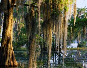 trees growing from water with spanish moss hanging down from their branches