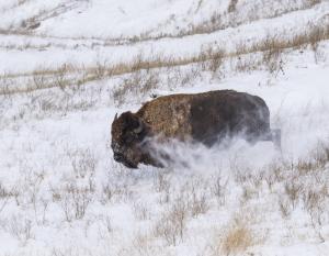 Bison in Badlands National Park © WWF-US/Clay Bolt