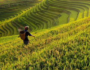 Farmer in a large field