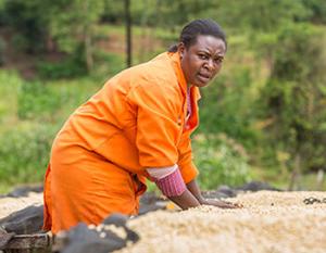 “I have been working with Kagaari North Farmers Cooperative Society since 2010. In that time, members have increased their coffee production and quality thanks to Fair Trade Community Development Funds that have permitted the supply of farm inputs. Consumers should buy fair trade coffee to empower farmers and help them change their lives.” — Esther Gatwiri Njiru, Kagaari North Wet Mill Manager, Kenya