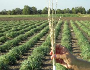 Kernza, a perennial grain that is a relative of wheat, is the result of more than 40 years of natural breeding shepherded by the Land Institute. Photo credit: RP Siegel