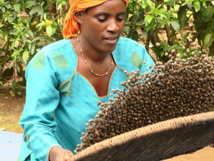 Woman tosses dried nuts on a screen with hedge in the background