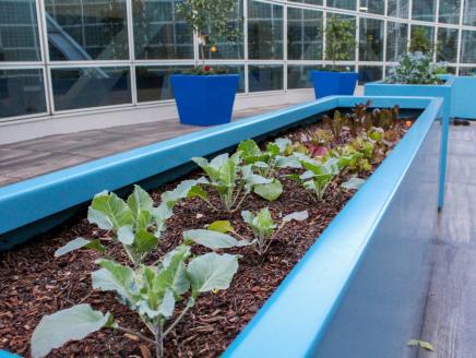Vegetables planted in a row fill the planters at the rooftop garden of the Los Angeles Convention Center in downtown Los Angeles.