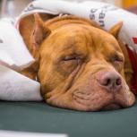 Subaru of America, Inc. Donates an Additional $100,000 to American Red Cross to Support Hurricane Harvey Relief Effort (Photo: American Red Cross)