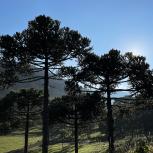 photo of Araucaria trees