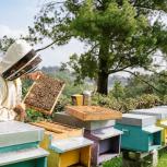 Visitors can learn about the fundamental role bees play in productive agriculture.