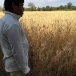 A farmer and his wheat crop in Ratanpur, near Sehore, India.