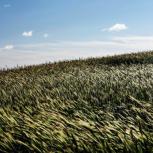 Rye grass is one type of cover crop used by farmers to preserve soil health for future harvests.