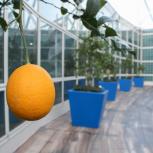 An orange hangs from the branch of a tree in front of a row of citrus trees at the Los Angeles Convention Center’s rooftop garden in downtown Los Angeles.