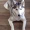 Mike’s 11-year-old Husky, Skye