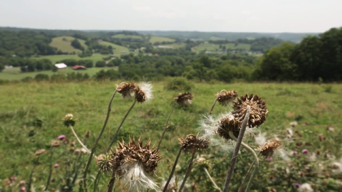 Jack Daniel's Sustainability Story