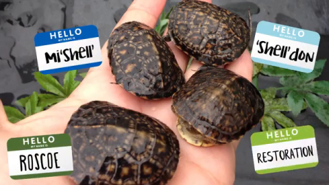 Consumers Energy Releases 12 Rare Blanding’s Turtles Protected During Natural Gas Pipeline Project