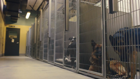 Subaru Loves Pets, and So Do We!