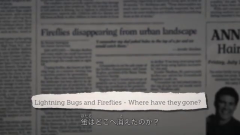 A Firefly's View of the Insect Apocalypse  