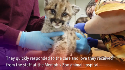 Four Puma Kittens Delivered Safely to Memphis Zoo, Courtesy of FedEx