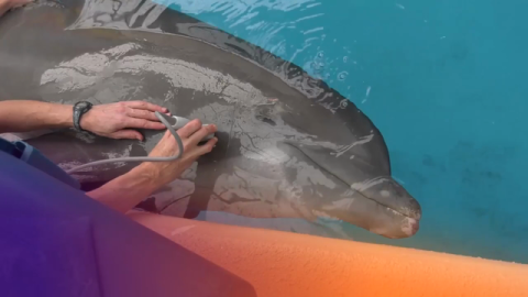 47-year-old Dolphin Is Happy Go “Lucky” at Brookfield Zoo