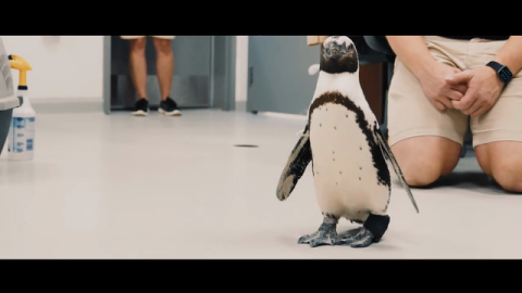 Helping Purps the Penguin Heal