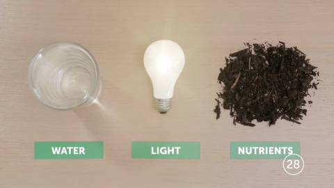 Weed Management: A Holistic Approach to Unwelcome Plants