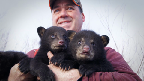 How Healthcare Technology Is Changing Wildlife Conservation