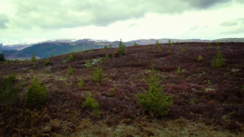 FedEx Grant to Rewilding Europe Sponsors Nature Restoration in Scotland