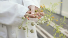 Plant Breeders Turn to The Seed Library for Genetic Resources 