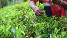 The Republic of Tea is Transforming Teatime Into a Positive Force for Good 