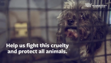 What Can You Do to Help the HSUS End the Horrific Conditions and Cruelty at Puppy Mills and Pet Stores Nationwide?