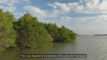 Continuing the Journey to Protect the Mangroves in the Philippines: AI Solutions Show Promise in Wildlife and Site Protection