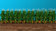 Crop Science: Shorter Corn May Be the Answer