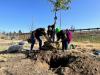 Arrow employees working together while planting trees on Earth Day 