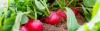 Close up of radishes growing in a garden.