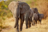 six elephants walking in a line