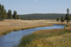 Tree plantings in Idaho