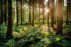 Nature is essential to global economic prosperity, individual business success, and human wellbeing. FUTURE VIA GETTY IMAGES