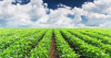 Rows of crops under blue sky