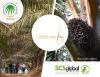images of trees and logos for Goldtree, SCS Global, and RSPO