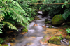 stream running through a thickly settled woods