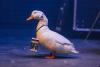 Aflac: The Aflac Duck