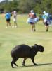 small animal on golf course