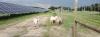 Sheep grazing near solar panels