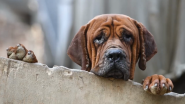 Help Humane Society International Make Substantial Strides in Animal Welfare Globally