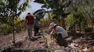 Land Restoration Through Agroforestry in Brazil