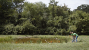 How Wetlands Improve Water Quality on University of North Carolina at Greensboro Campus