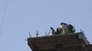 Huntington Beach Ospreys Get a Home Improvement