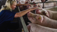 Smithfield Foods Releases Animal Care Section of 2017 Sustainability Report, New Virtual Reality Video of Hog Operations