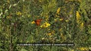Smithfield Foods Collaboration with Environmental Defense Fund and Roeslein Alternative Energy Helps Bring Monarch Butterflies Back in Large Numbers