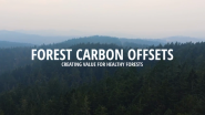 VIDEO: Creating Value for Healthy Forests 